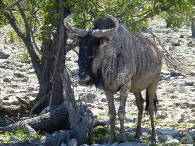 Gnu - Etosha