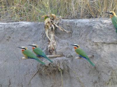 white fronted bee eater