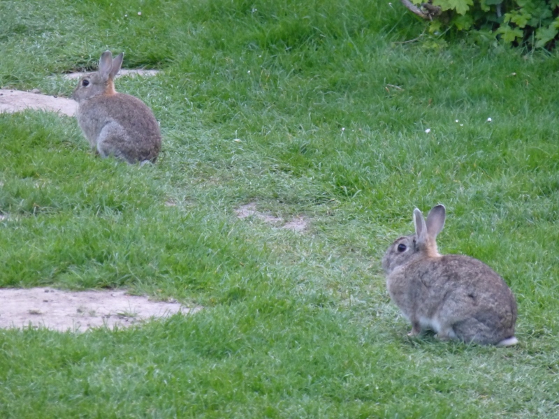 'wilde' Gäste auf dem Campingplatz